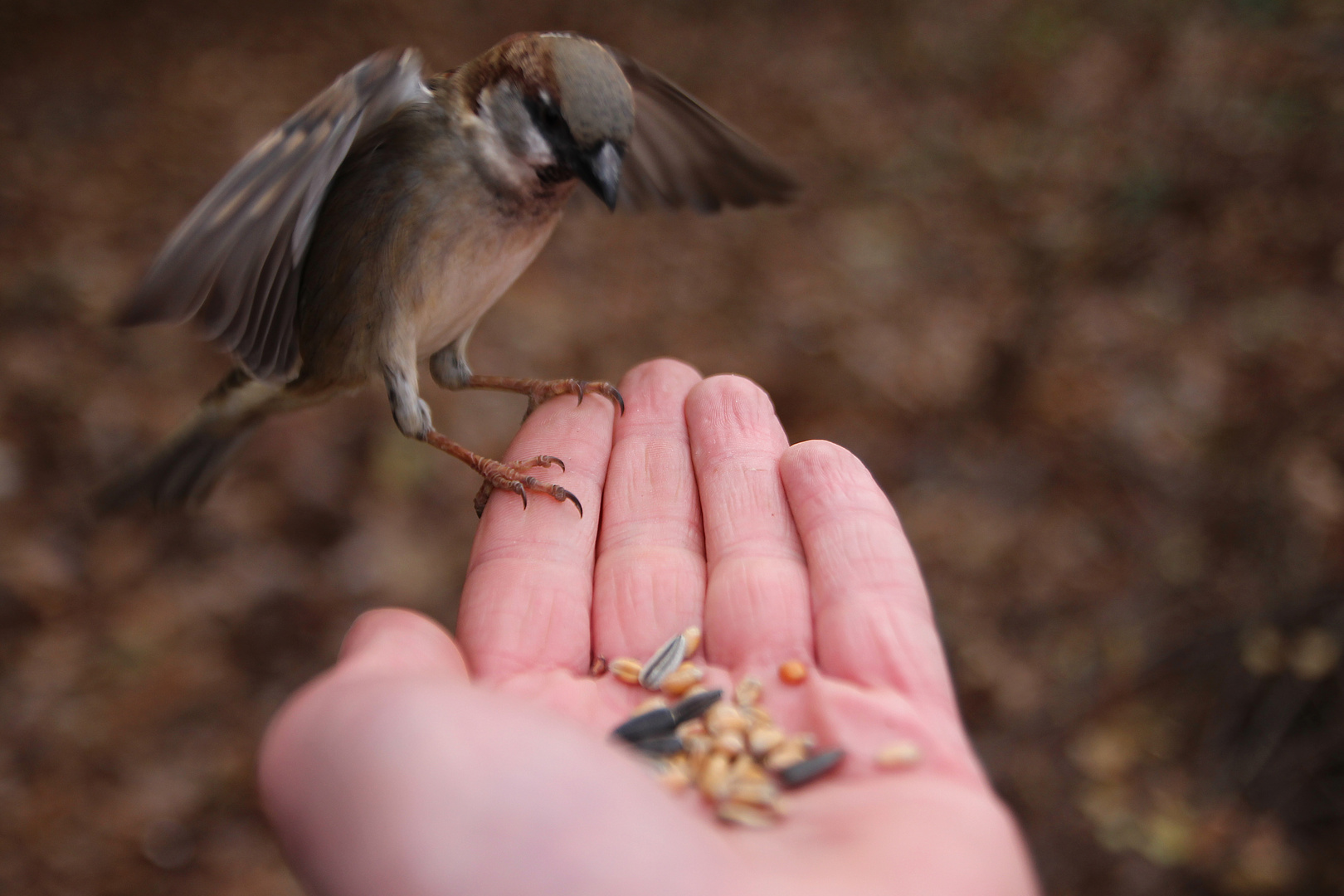 Bird