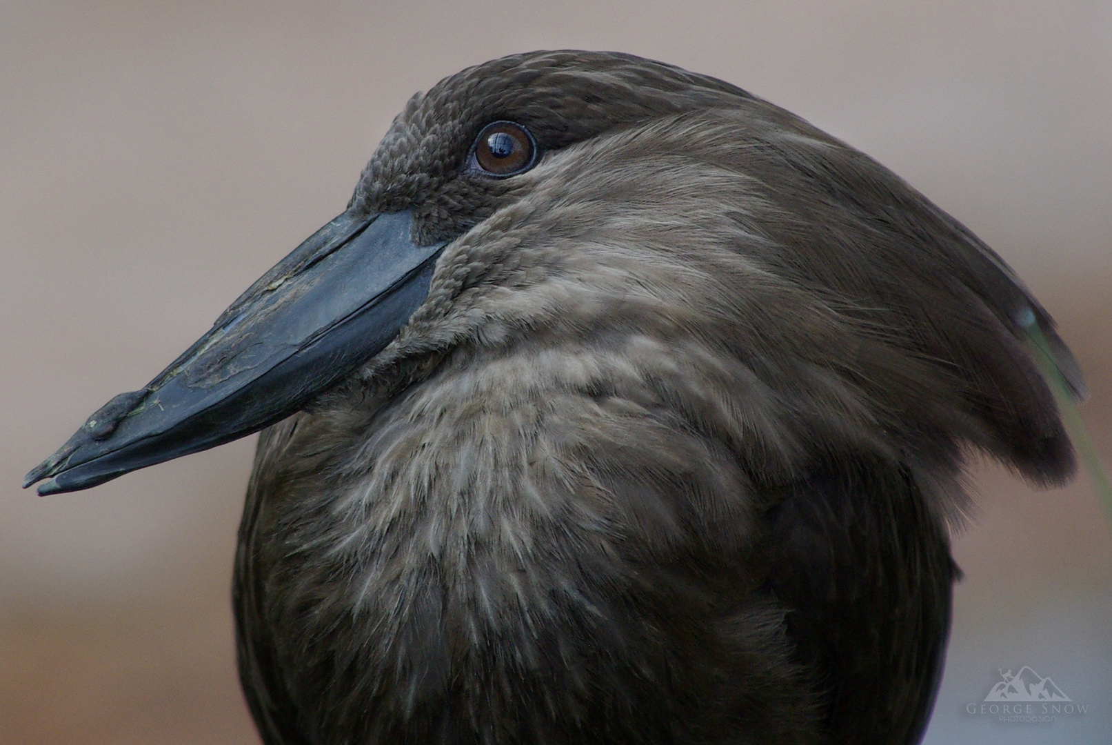 Bird - Closeup