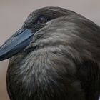 Bird - Closeup