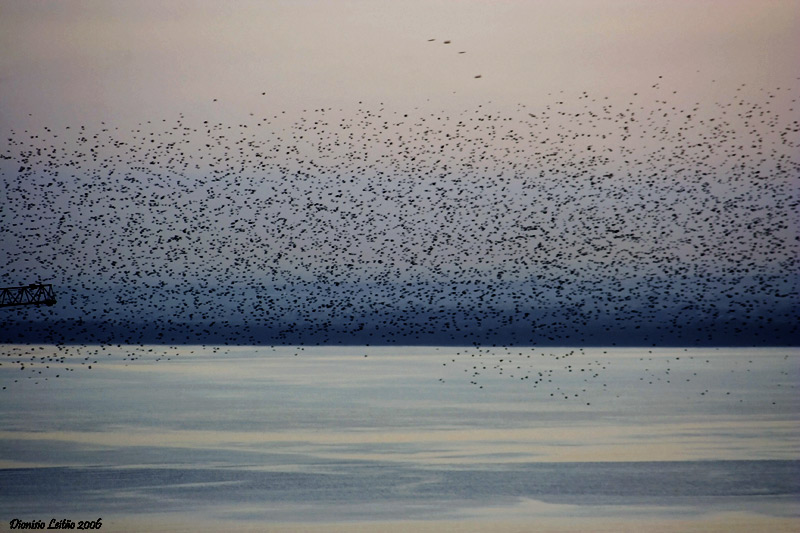 Bird cloud at sunrise over Tejo - Lisbon