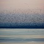 Bird cloud at sunrise over Tejo - Lisbon