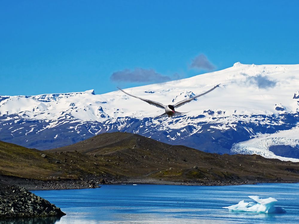 Bird Crash Island