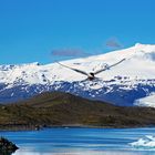 Bird Crash Island