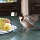 Bird eating fruits...