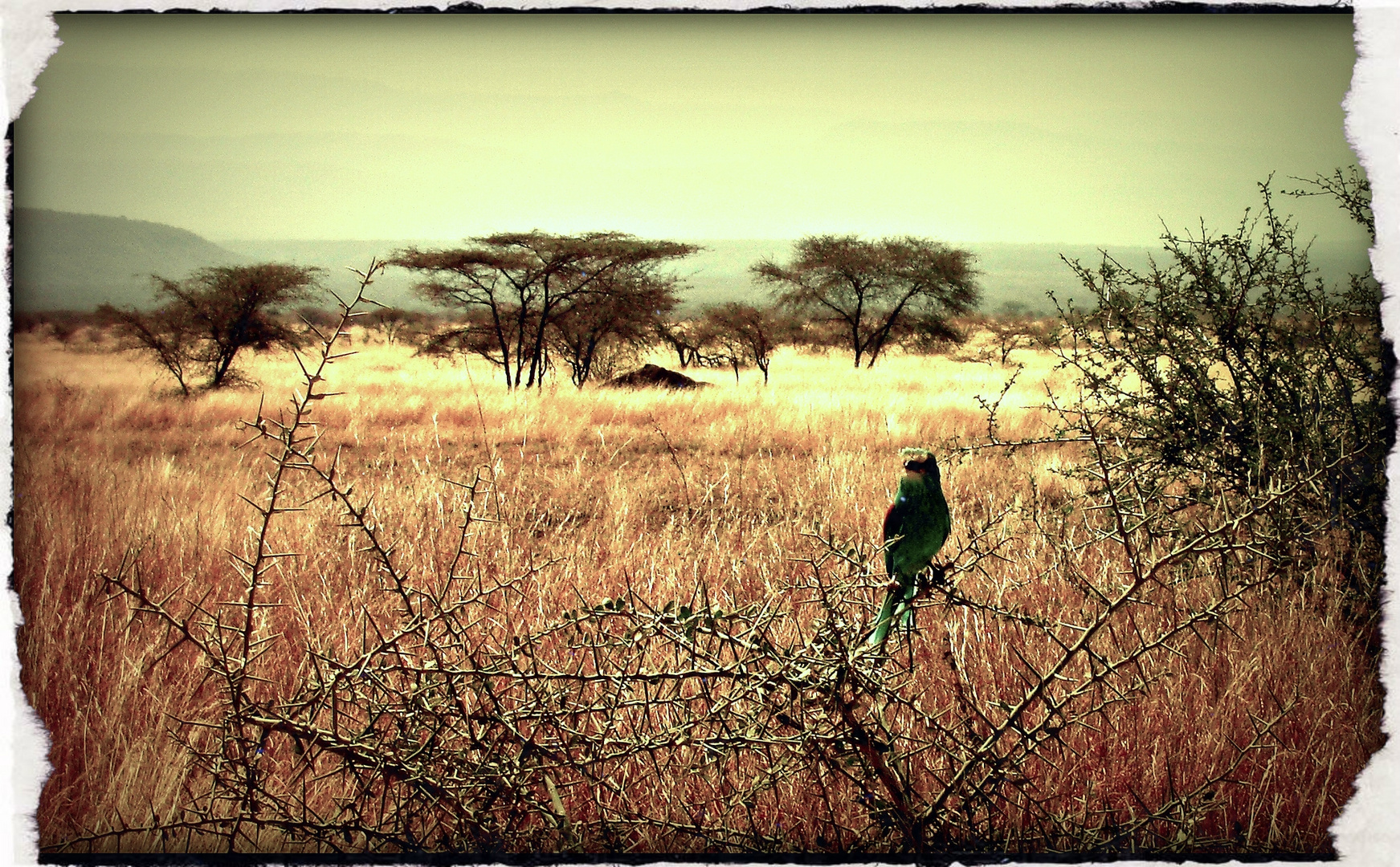 Bird (Ethiopia)