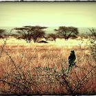 Bird (Ethiopia)