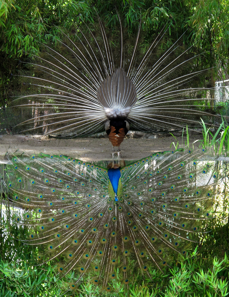 Bird Explosion Back&Front