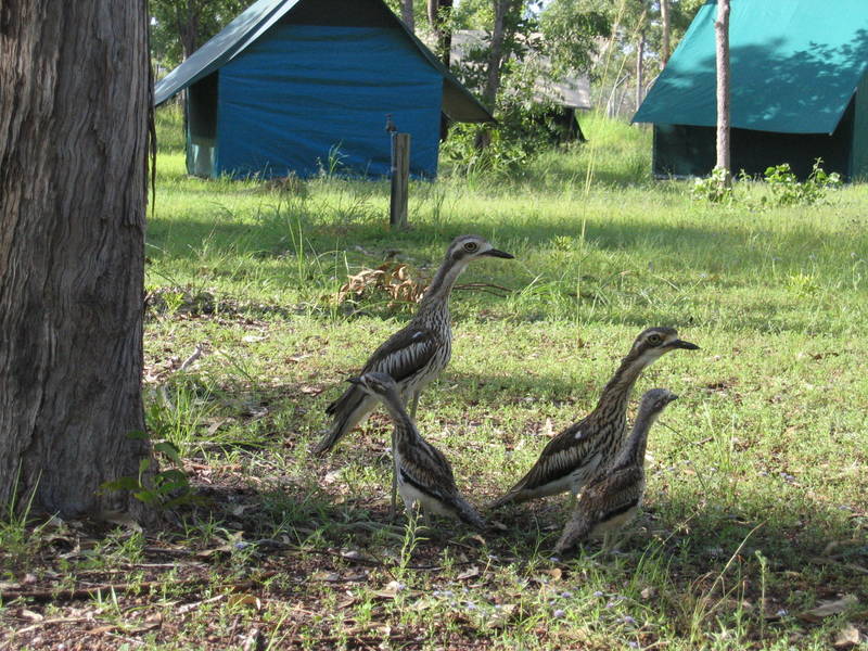 bird-family