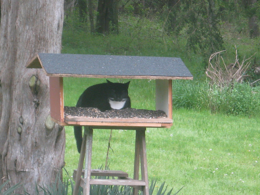 Bird Feeder