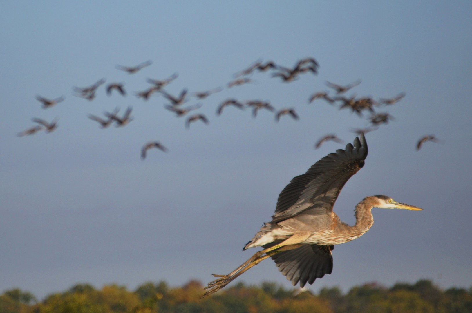 Bird Flight