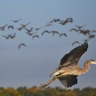 Bird Flight