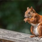 Bird food is also tasty...