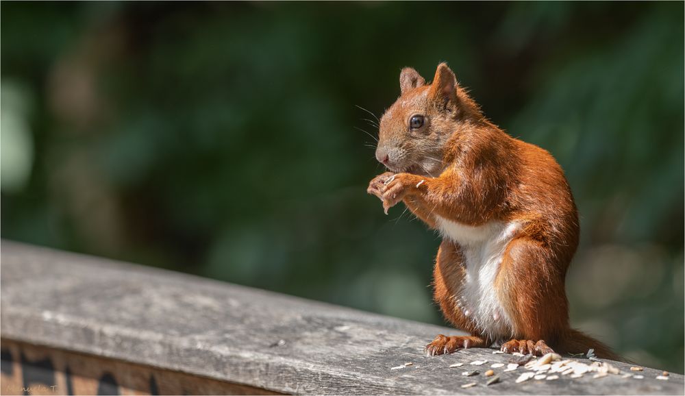 Bird food is also tasty...