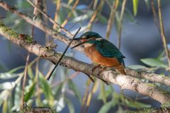 Bird handling a stick