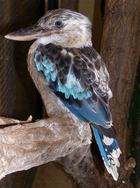 bird, i believe the national bird of australia