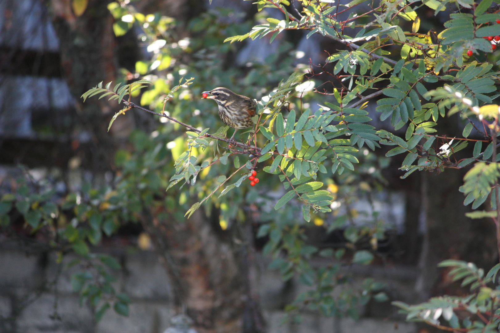 bird in a tree