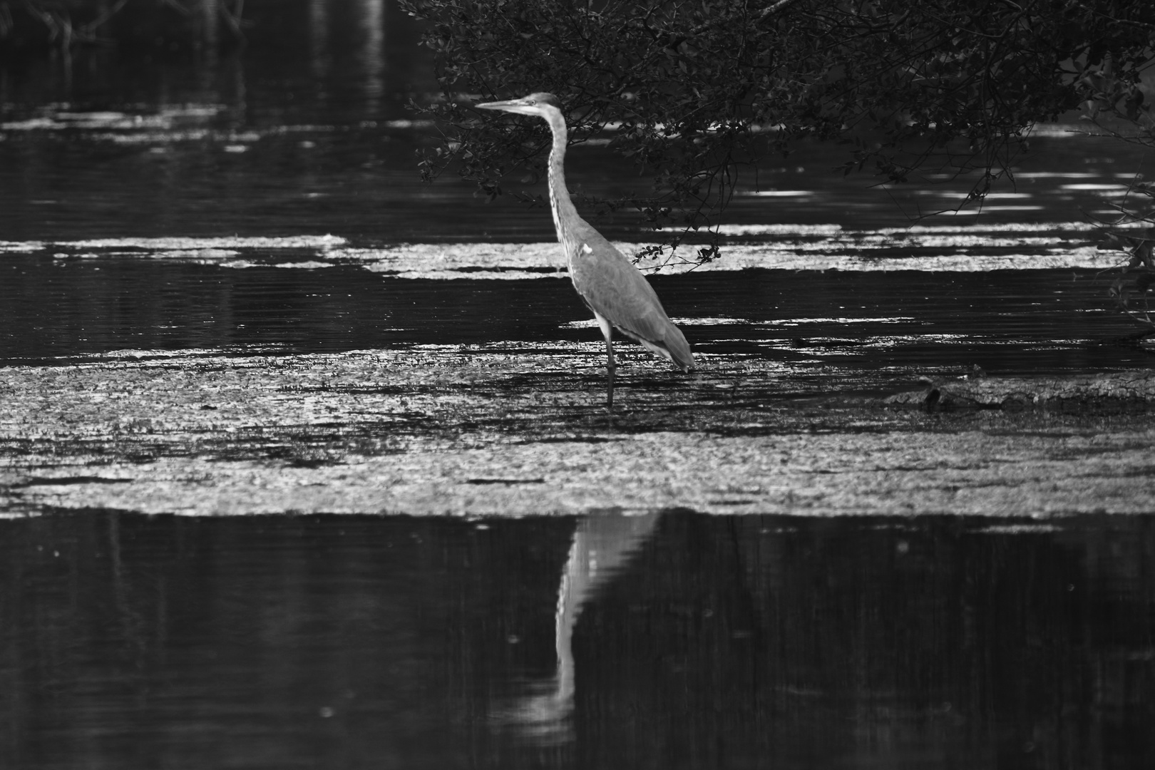 Bird in B&W