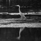 Bird in B&W