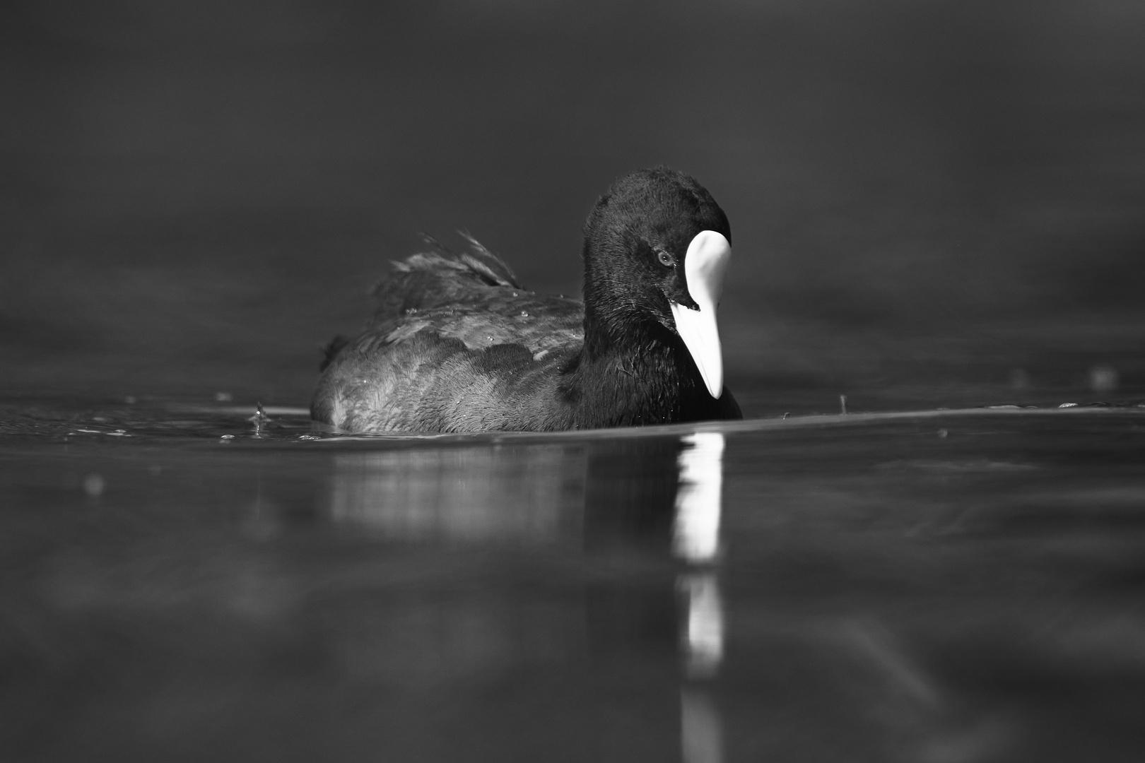 Bird in B&W