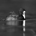 Bird in B&W