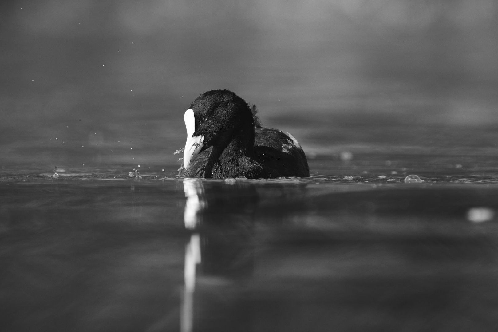 Bird in B&W