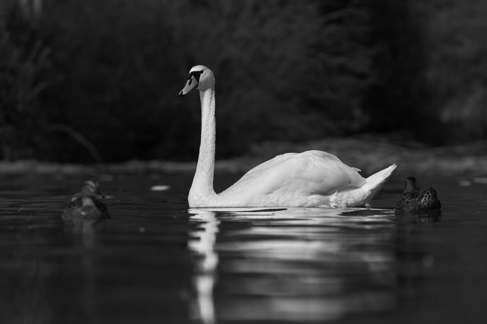 Bird in B&W