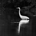 Bird in B&W