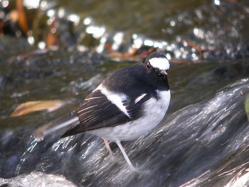 Bird in China, Latin name: Enicurus&#12288;scouleri