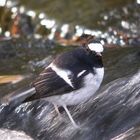 Bird in China, Latin name: Enicurus&#12288;scouleri