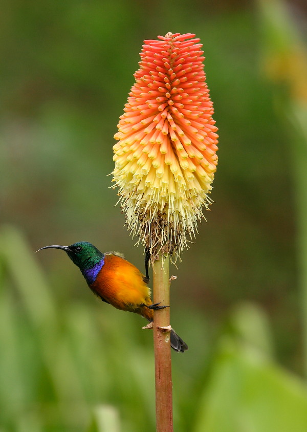 Bird in Kirstenbosch