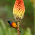 Bird in Kirstenbosch