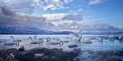 bird in landscape