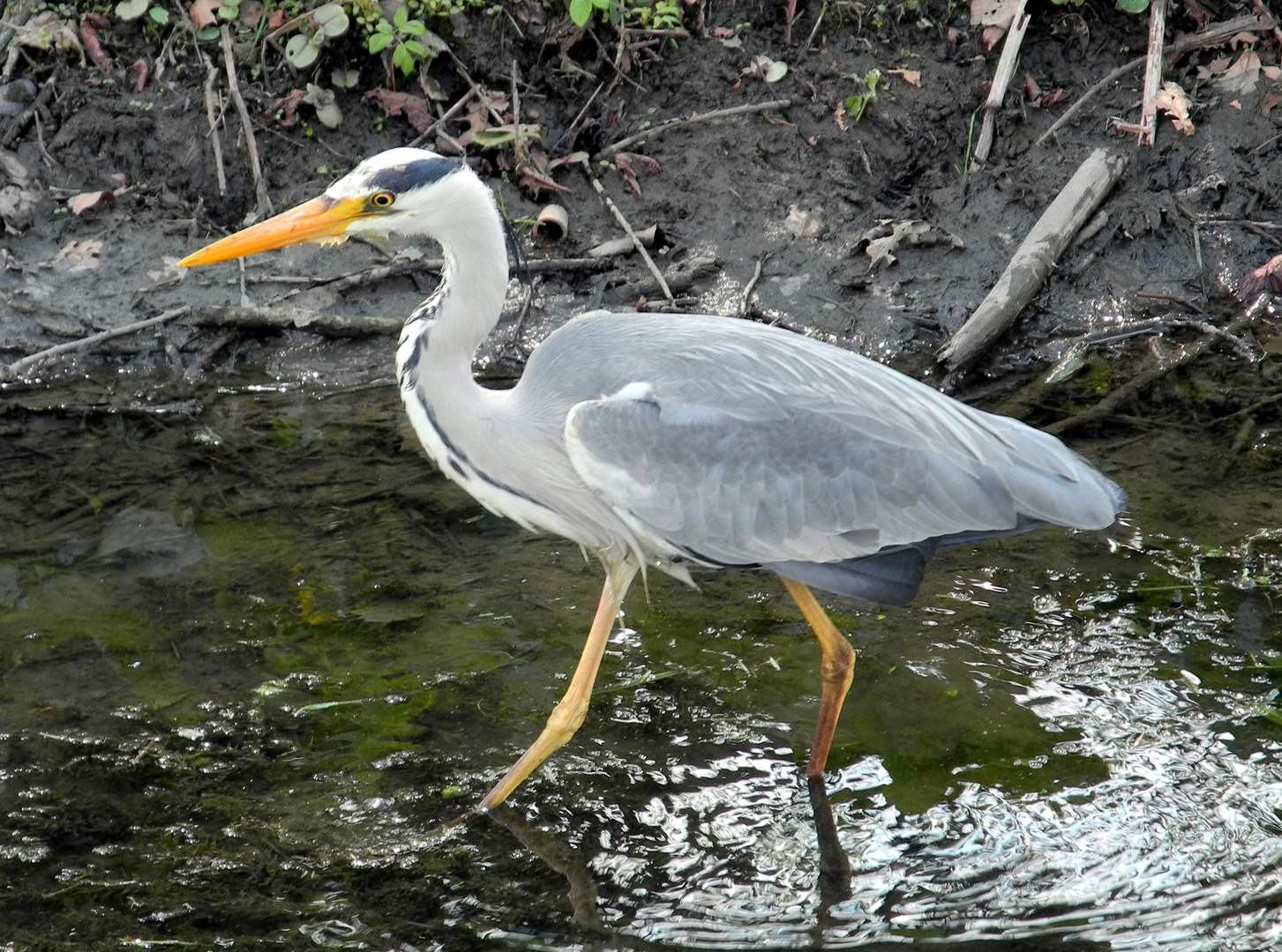 Bird in Local Park