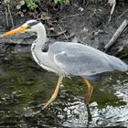 Bird in Local Park