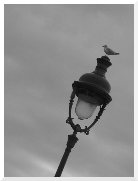 Bird In Paris