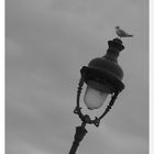 Bird In Paris