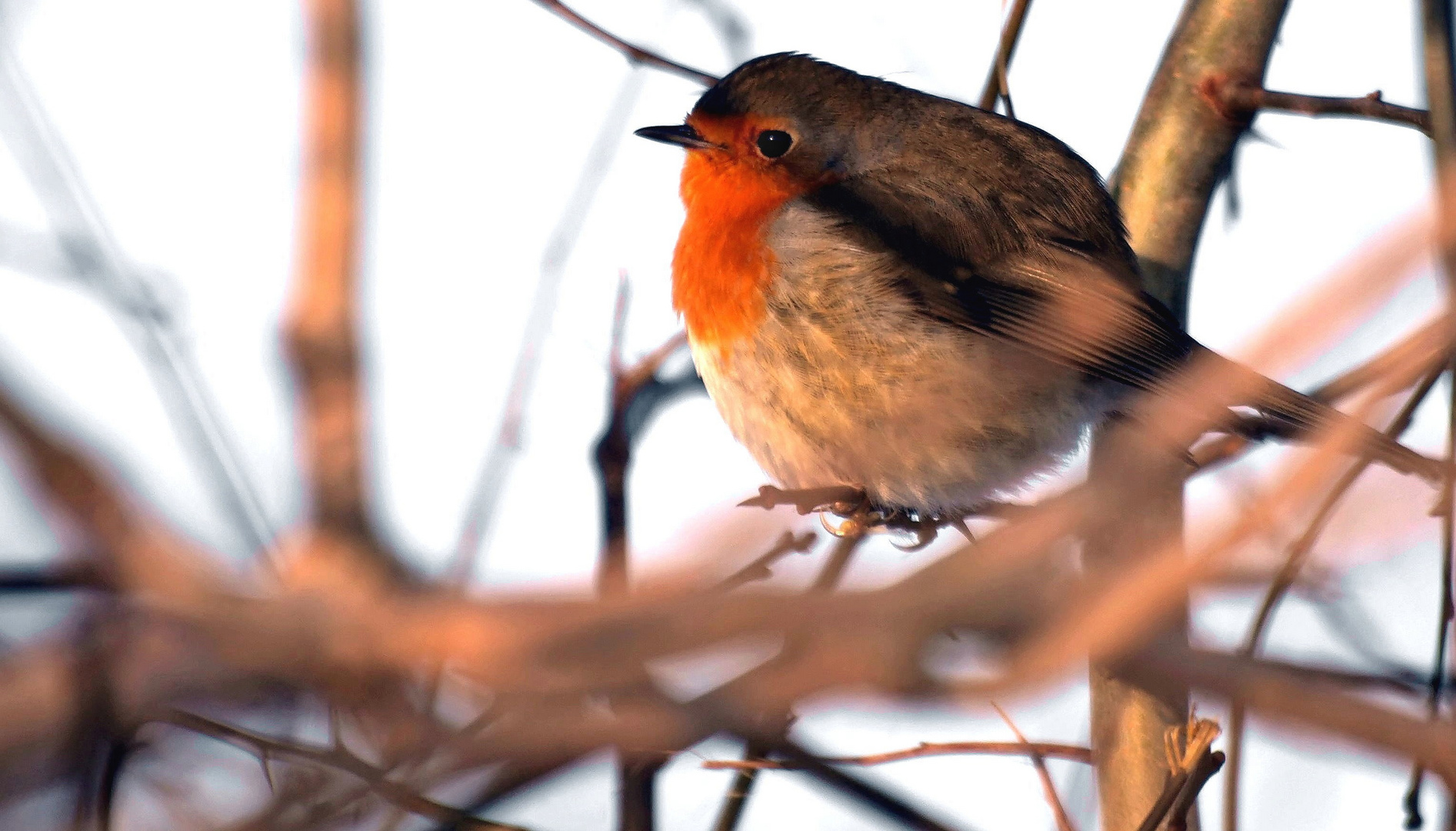 .. bird in red ...