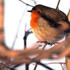 .. bird in red ...