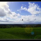 Bird in sky