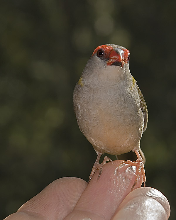 Bird in the Hand