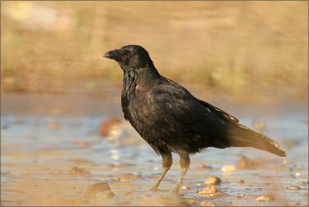 Bird in the mist