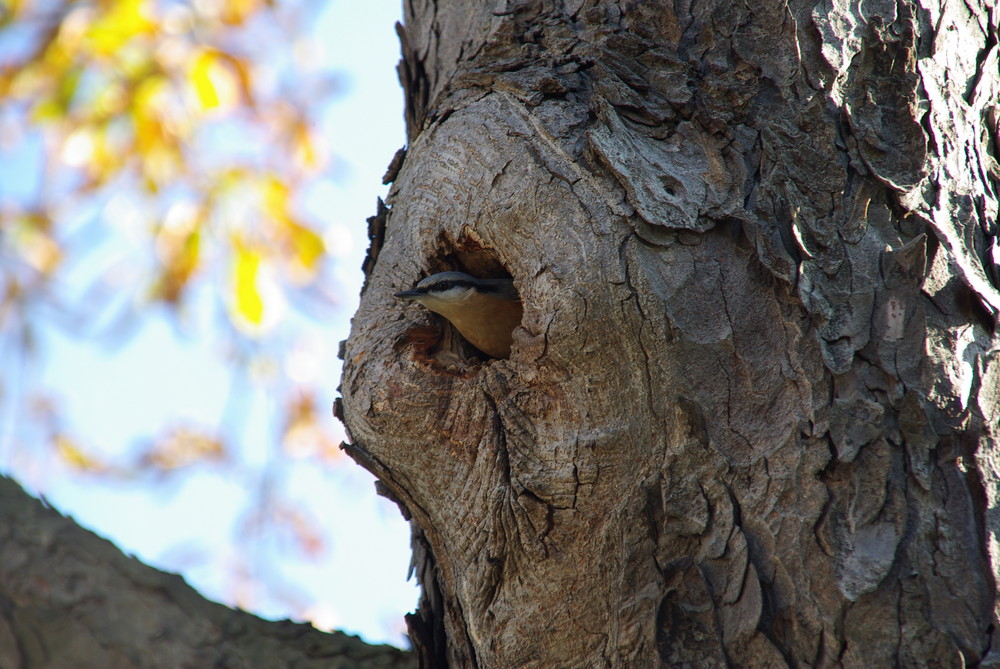 bird in the tree