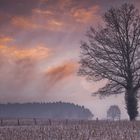 Bird in tree