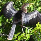 Bird in tree