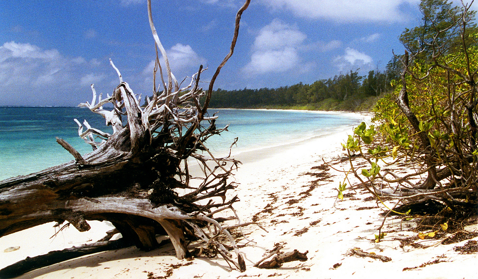 Bird Isl. Seychelles