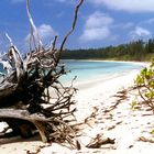 Bird Isl. Seychelles