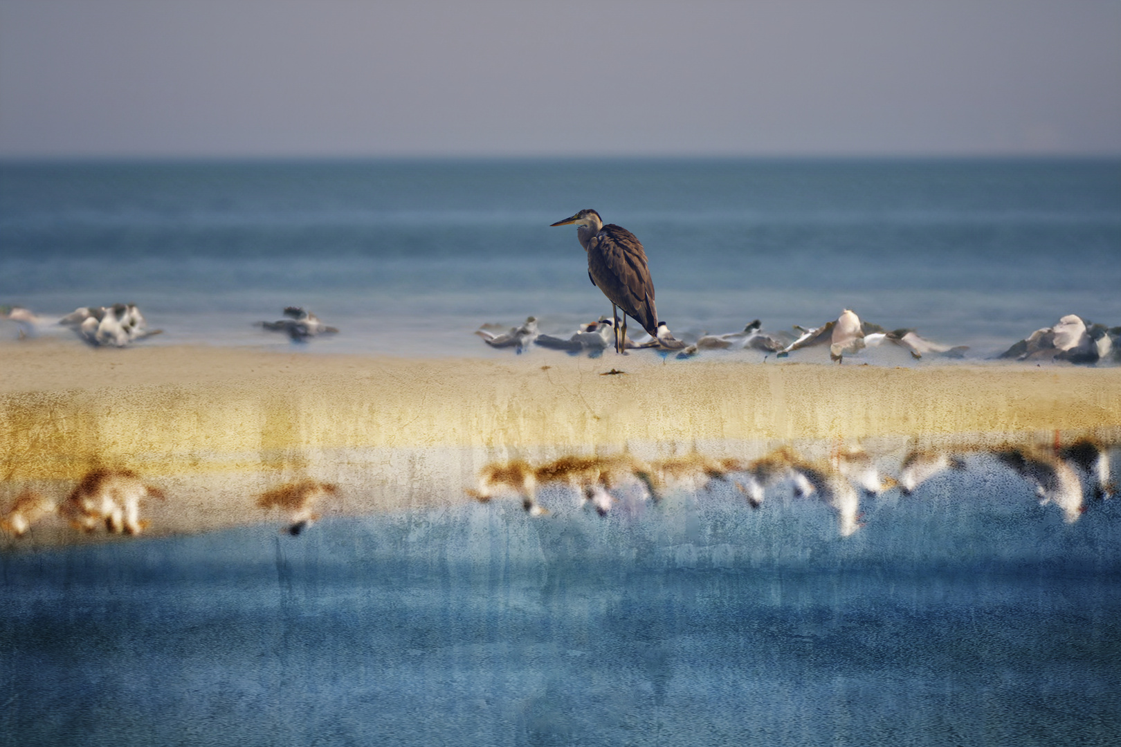 Bird Island 