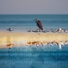 Bird Island 