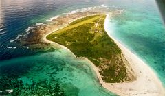 Bird ISLAND SEYCHELLES