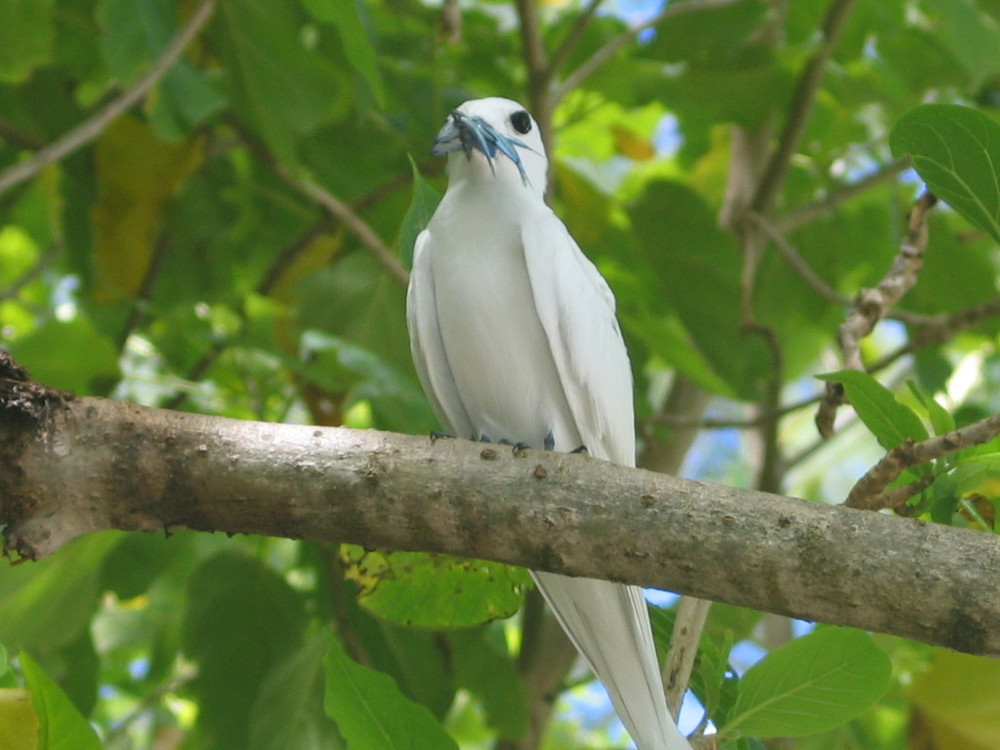 Bird island - Seychelles